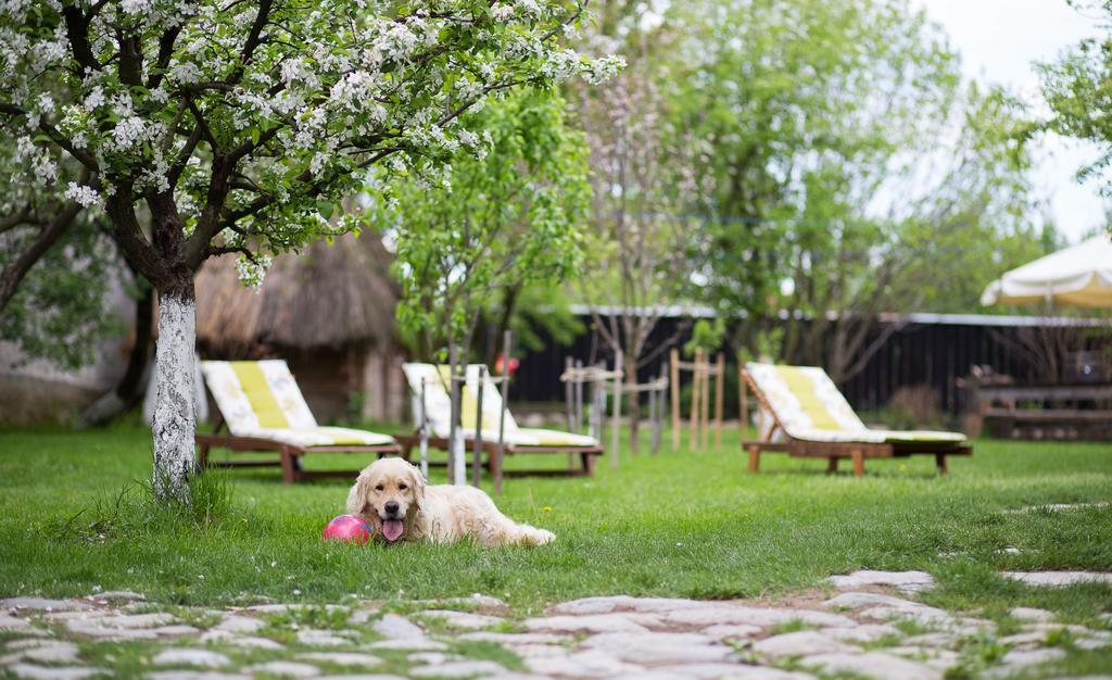 Casa Mosului - Transfagarasan Bed & Breakfast Cîrţişoara 외부 사진