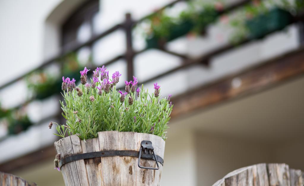 Casa Mosului - Transfagarasan Bed & Breakfast Cîrţişoara 외부 사진